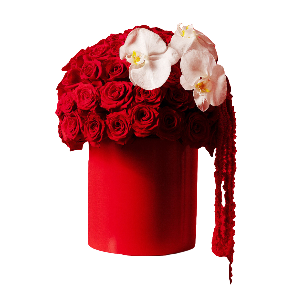 Featured image for “Passion Red”